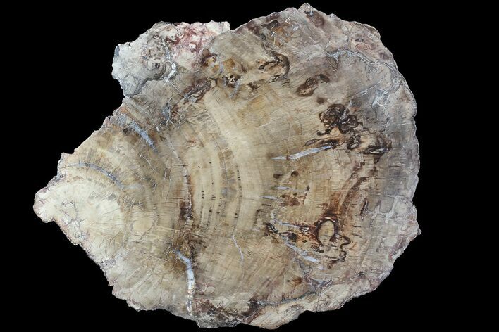 Detailed Petrified Wood (Araucaria) Slab - Madagascar #81440